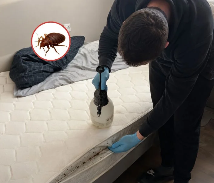 Technicien traitant un matelas contre les punaises de lit à Mandres-les-Roses